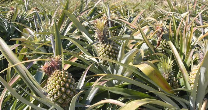 Pineapple plantation farm