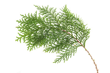 a twig of cypress on a white background