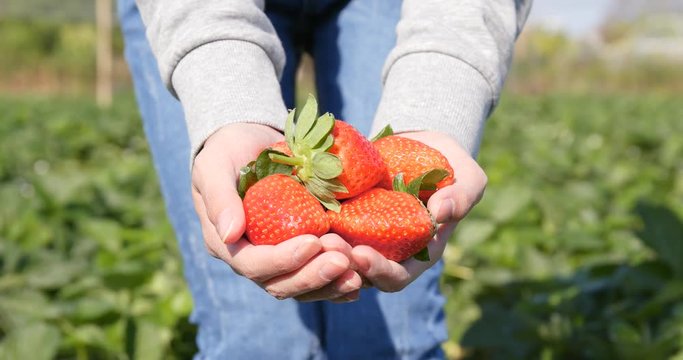 Hand holding strawberry harvest in field