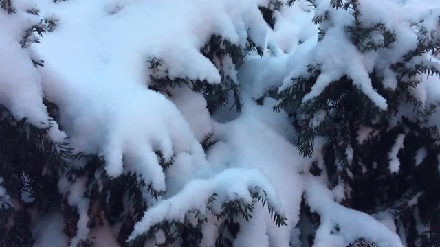 Slow motion view of snow-covered branches of a pine tree
