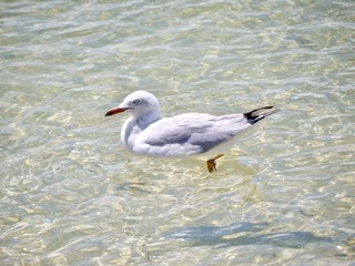 Fototapeta na wymiar An isolated young seagull bird swimming and resting on crystal clear transparent sea water surface on a sunny summer day. Geelong, VIC Australia.