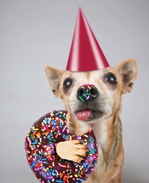 cute photo of a funny chihuahua isolated on a gray background eating a giant chocolate doughnut with colorful sprinkles on his tongue and nose with a birthday party hat