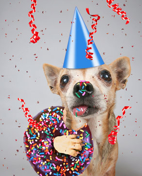cute photo of a funny chihuahua isolated on a gray background eating a giant chocolate doughnut with colorful sprinkles on his tongue and nose with a birthday party hat