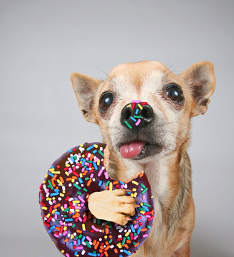 cute photo of a funny chihuahua isolated on a gray background eating a giant chocolate doughnut with colorful sprinkles on his tongue and nose