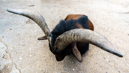 Huge goat's horns