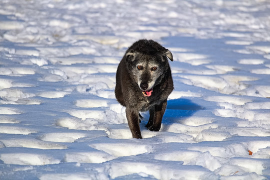 A derpy senior dog running and enjoying the snow