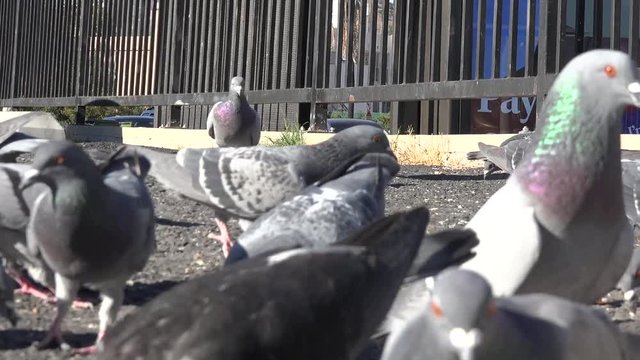 A flock of pigeons very close up

