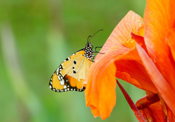 Butterfly plain tiger
