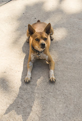 Dog Nice to meet you.