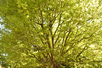 Fototapeta premium Fresh sunny green