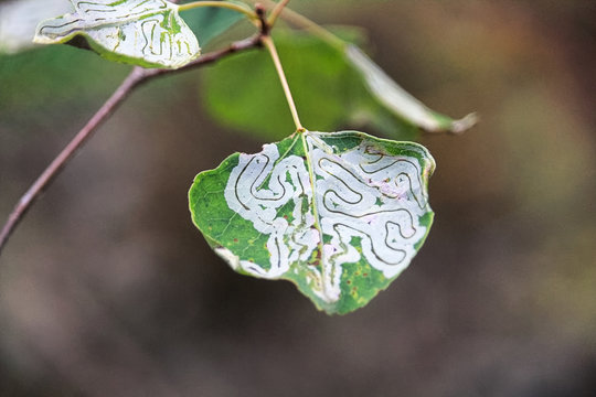 A Tree Infested With Leaf Miner Insects