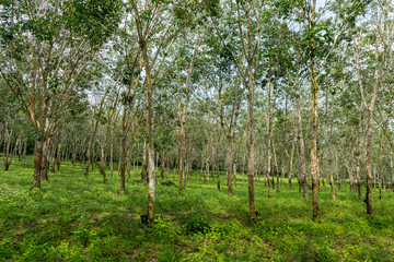 Fototapeta premium Natural view of rubber plantation from Malaysia