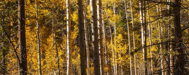 Aspen Field Long