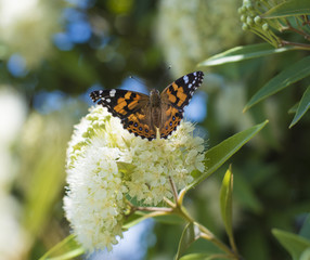 Butterfly in the Garden