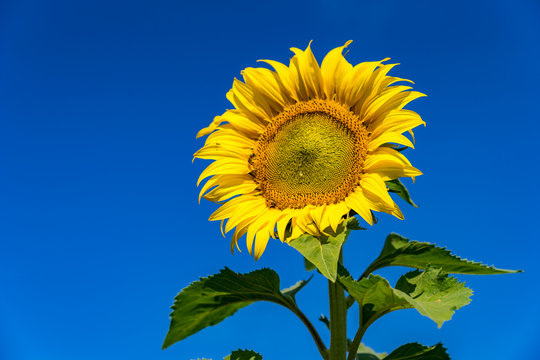 Sunflowers in acres of northern Thailand. Sunflower amidst beautiful flowers. Sunflower on a sunny day