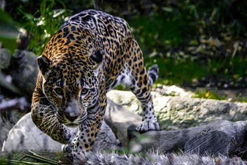 Coming for You © Jennifer