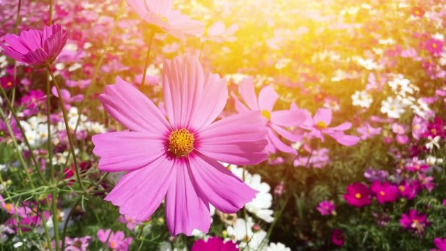 Mexican aster plant in natural environment close-up Pink autumn flower Cosmos bipinnatus in the garden on sunset