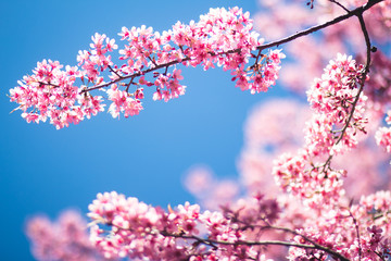 Spring pink flowers, bright sky background