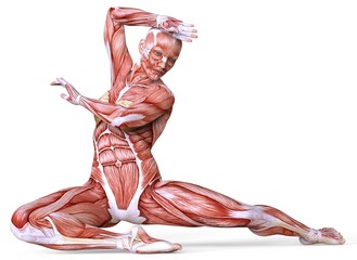 Żeńska anatomia i mięśnie, ciało bez skóry odizolowywającej na bielu - 188896164