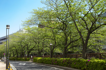Landscape of Meguro river in spring time