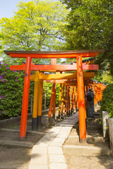 Fototapeta na wymiar Red gates in Nezu shrine