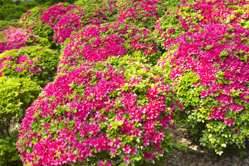 Azalea garden in Nezu shrine