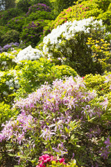 Azalea garden in Nezu shrine