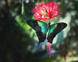 Sea green swallowtail butterfly feeding on hanging hibiscus nectar