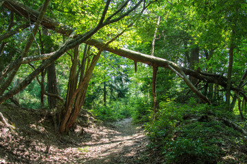 山道と折れた木