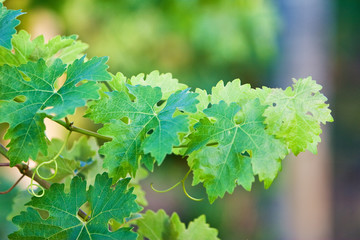 Fototapeta na wymiar Green vine in morning light