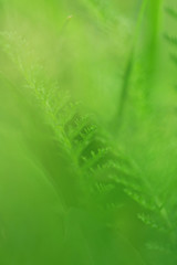 bright green field grass in the sun at dawn. fresh spring grass background soft focus