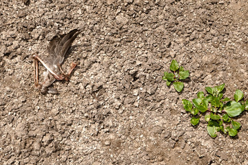 Rests of a bird in a Dried lake