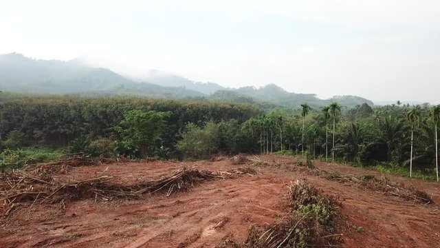 Deforestation. Logging. Destruction of rainforest environment