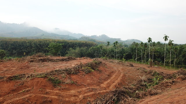 Deforestation. Rainforest destroyed for oil palm plantations. Environmental destruction