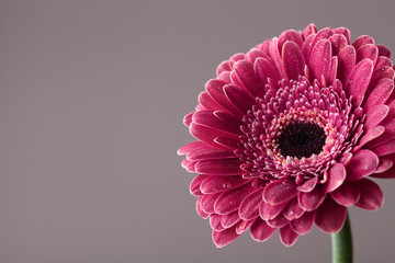 Beautiful gerbera daisy flower in water drops. Greeting card for birthday, mother or womans day. Macro. Vintage style..