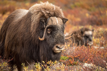 Musk ox at Dovre mountain in Norway - obrazy, fototapety, plakaty