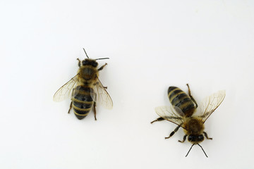 zwei Bienen draufsicht isoliert auf weiß