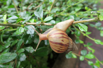 snail hang on twig