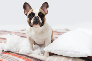 home pet destroyer lies on the bed with a torn pillow. Pet care abstract photo. Small guilty dog with funny face.