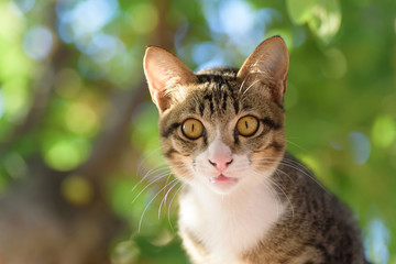 Portrait of cat looking at camera, cute animal and pet