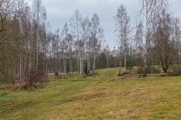 Heidelandschaft im Vogtland_2 - farblose Jahreszeit - Birkenhain