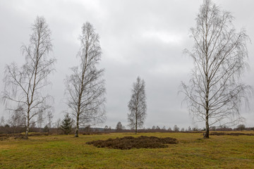 Heidelandschaft im Vogtland_1 - farblose Jahreszeit - 4 Birken