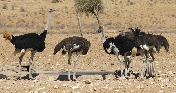 Group of ostriches (Struthio camelus) drinking water at a waterhole, Kalahari desert, South Africa