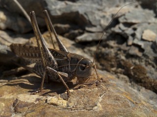 grasshopper