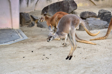 Kangaroo