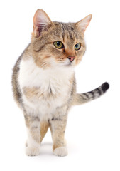 Kitten on white background.