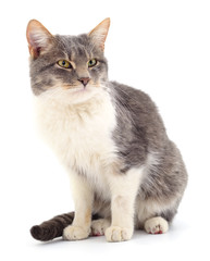 Cat on a white background