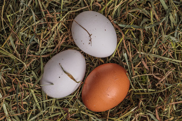 Rural eggs is laying on nest hay.