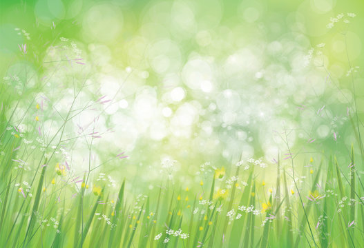 Vector summer,  green,  nature  background, grass and   flowers border on bokeh green background.
