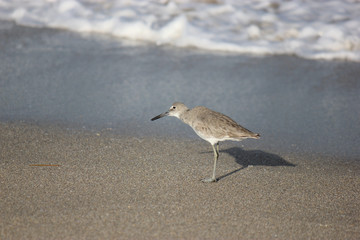 Sandpiper on Beach